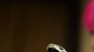 La pagaille du mamba