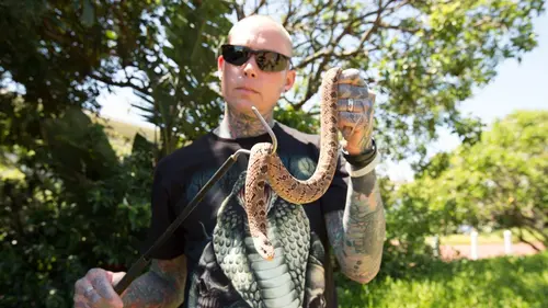 Snakes In the City Compilations Puissance trois