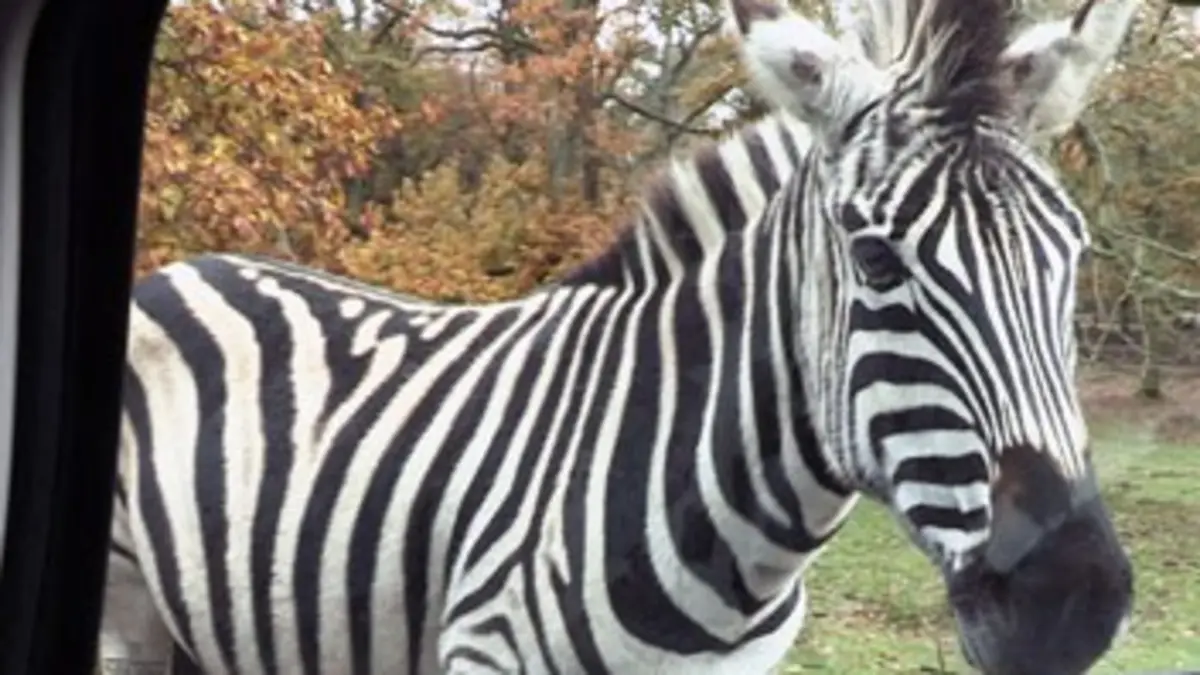 So France Thoiry, La Palmyre : dans les coulisses des plus beaux zoos