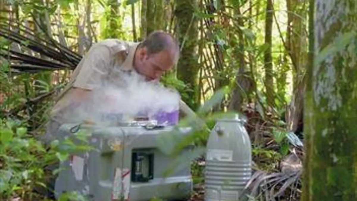 Sols contaminés : des plantes à la rescousse