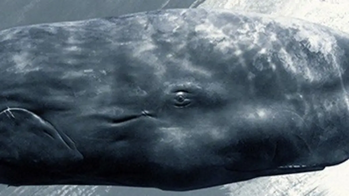 Sonic Sea, le bruit des abysses