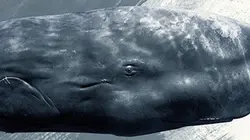Sur TLC à 22h40 : Sonic Sea, le bruit des abysses
