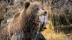 Sophie, la grizzly du Yukon