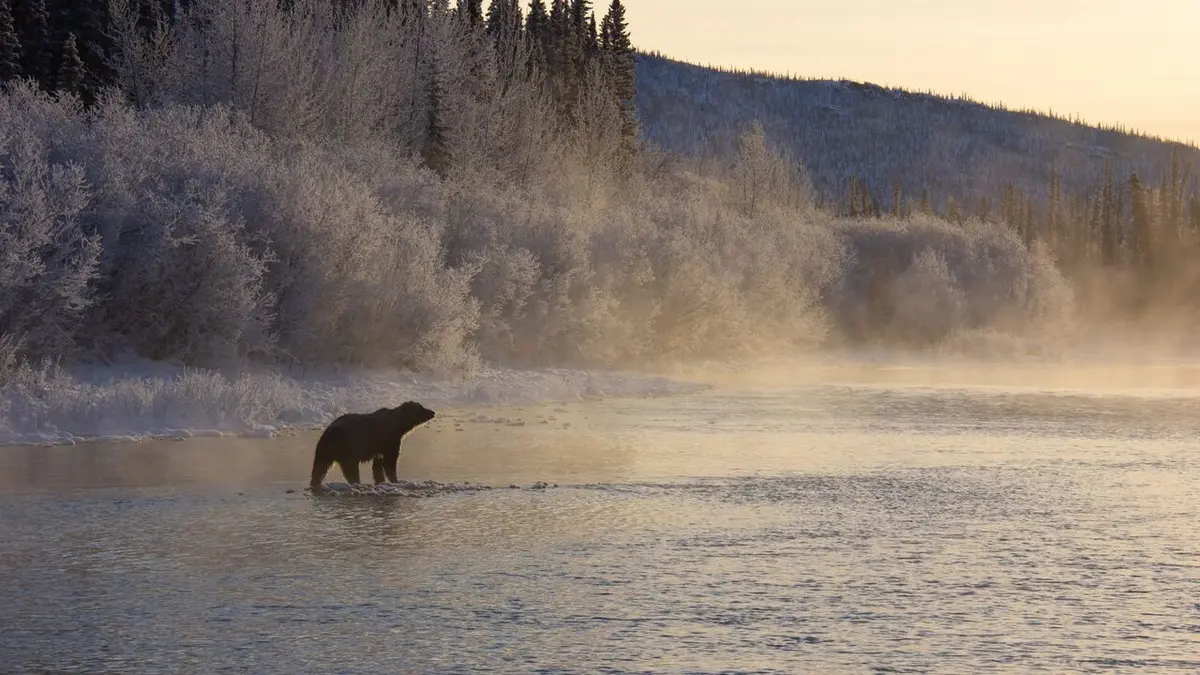 Sophie, la grizzly du Yukon