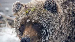 Sophie, la grizzly du Yukon