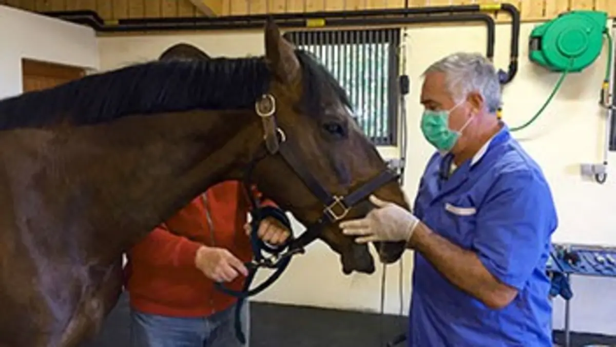 Sorciers des courses