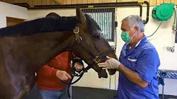 Visuel de Sorciers des courses