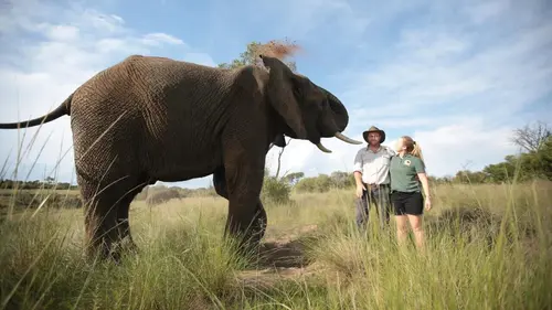 SOS Afrique sauvage Singe orphelin cherche maman