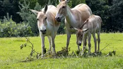 SOS ânes sauvages du Kazakhstan