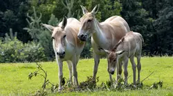 SOS ânes sauvages du Kazakhstan