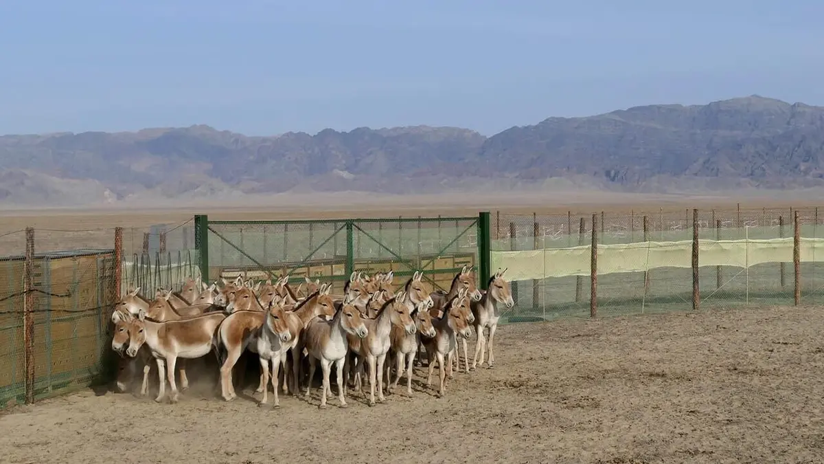 SOS ânes sauvages du Kazakhstan