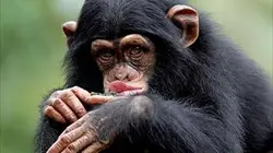 Sur 6ter à 23h05 : SOS animaux