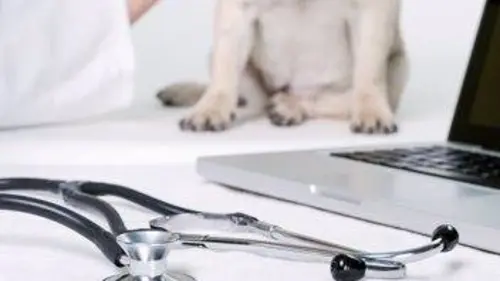 SOS animaux Episode 6