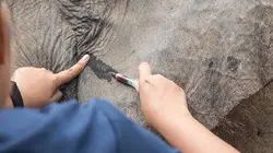 SOS animaux Episode 7