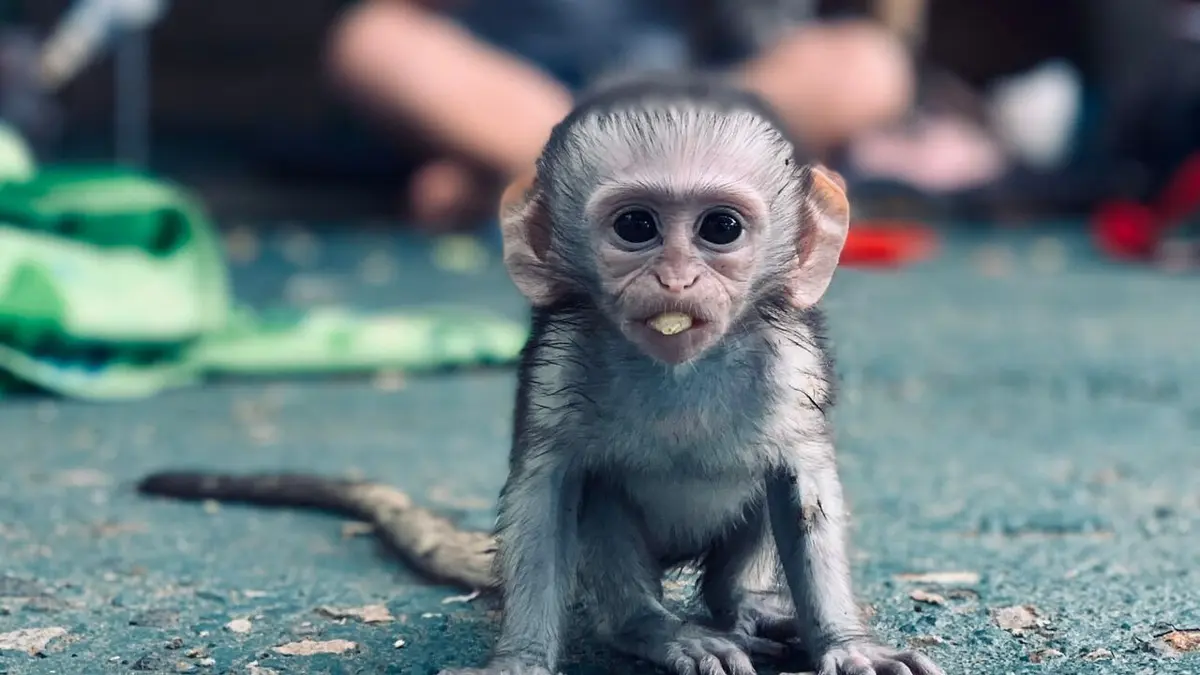 SOS animaux orphelins Des cornes et des piquants