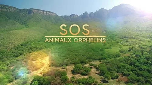 SOS animaux orphelins Un étrange petit chiot