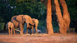 SOS animaux sauvages La famille perdrix