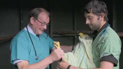 SOS animaux sauvages S01E00 La saison des faons