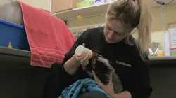 SOS animaux sauvages