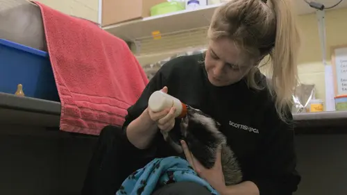 SOS animaux sauvages S01E00 Mission blaireau