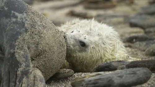 SOS animaux sauvages S01E06 La tournée du soigneur