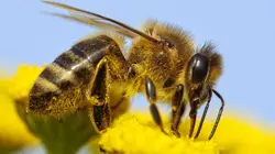 SOS animaux sauvages