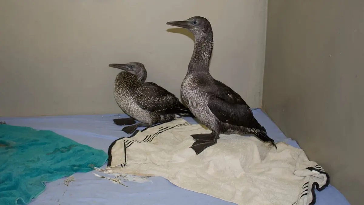 SOS animaux sauvages Ecureuils roux et petit Fou de Bassan