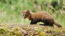 SOS animaux sauvages  Sauvetages en pagaille