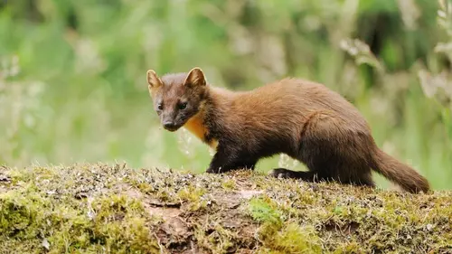 SOS animaux sauvages Sauvetages en pagaille