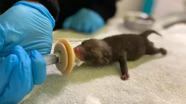 Bébés renards et tourterelles turques