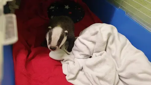 SOS animaux sauvages Opération blaireaux