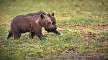 Ours en état d'ivresse