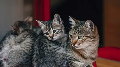 SOS Chats en détresse E02 Le parcours de Rupert