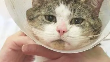 La fête des volontaires