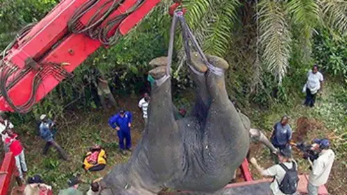 SOS éléphants en danger