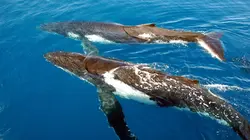 SOS équipage en détresse