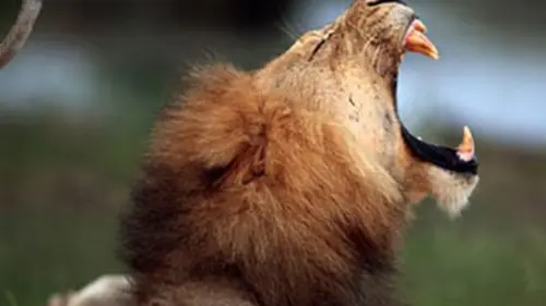 SOS faune africaine E01 Dans la fosse aux lions
