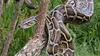 Tension chez les pythons