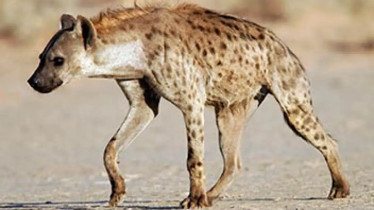 SOS faune africaine E06 Pas de veine pour les hyènes !