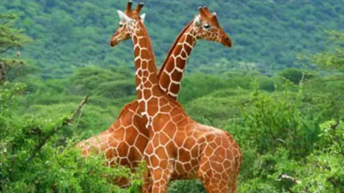 SOS faune africaine E12 En carafe chez les girafes