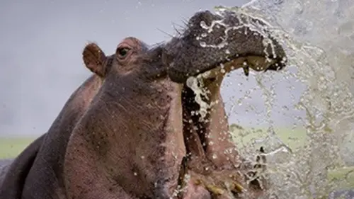 SOS faune africaine E04 Le drame de l'hippopotame