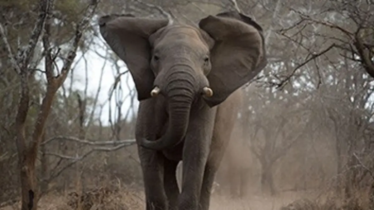 SOS faune africaine E05 L'invasion des éléphants