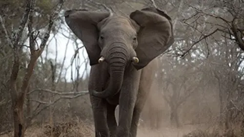 SOS faune africaine E05 L'invasion des éléphants