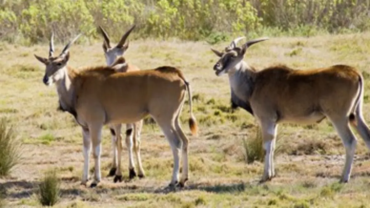 SOS faune africaine E03 Panique chez les antilopes