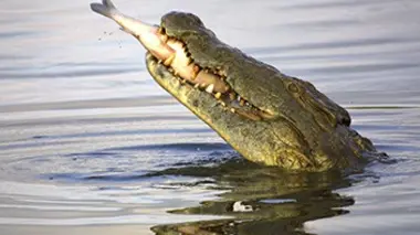 Coup de chaud pour les crocos !