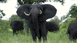 Visuel de SOS faune africaine