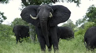 Opération éléphants