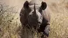 Menace sur les rhinos
