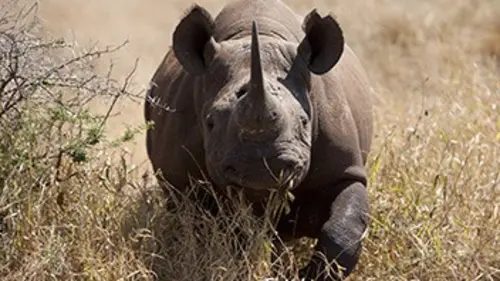 SOS faune africaine E02 Menace sur les rhinos