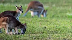 SOS faune sauvage - Australie